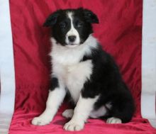 CKC Border Collie Puppies