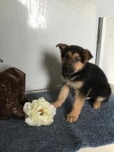 CKC German Shepherd Puppies