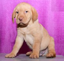 CKC Labrador Retriever Puppies