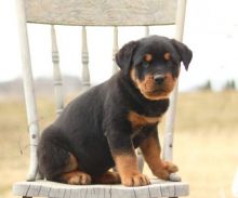 CKC Rottweiler Puppies