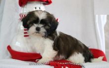 CKC Shih Tzu Puppies