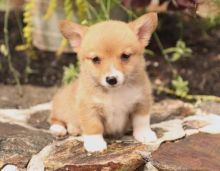 Corgi Puppies For Re-homing