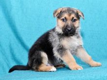 German Shepherd Puppies For Re-homing