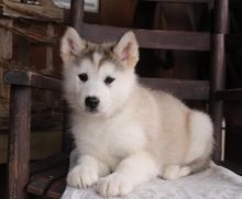 Healthy Alaskan Malamute Puppies