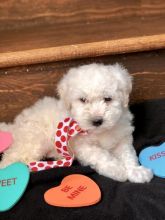 Healthy Bichon Frise Puppies