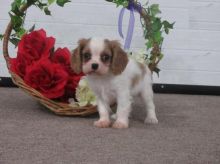 Healthy Cavalier King Charles Spaniel Puppies