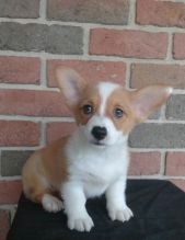 Healthy Corgi Puppies