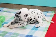 Healthy Dalmatian Puppies