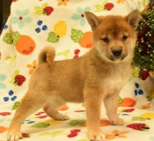 Healthy Shiba Inu Puppies