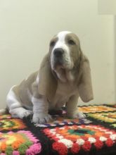 Home Raised Basset Hound Puppies