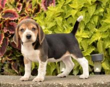 Home Raised Beagle Puppies