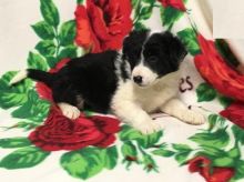 Home Raised Border Collie Puppies