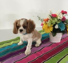 Home Raised Cavalier King Charles Spaniel Puppies