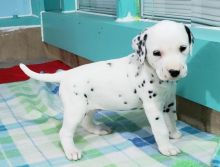 Home Raised Dalmatian Puppies