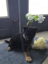 Home Raised German Shepherd Puppies