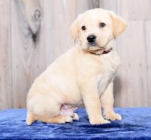 Home Raised Labrador Retriever Puppies