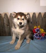 Male and Female Alaskan Malamute Puppies