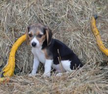 Male and Female Beagle Puppies