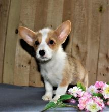 Male and Female Corgi Puppies