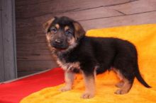 Male and Female German Shepherd Puppies