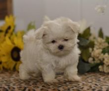 Male and Female Maltese Puppies