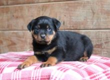 Male and Female Rottweiler Puppies