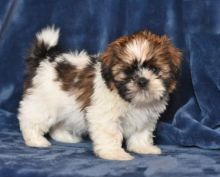 Male and Female Shih Tzu Puppies