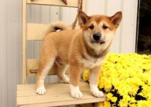 Shiba Inu Puppies For Re-homing