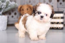 Shih Tzu Puppies For Re-homing