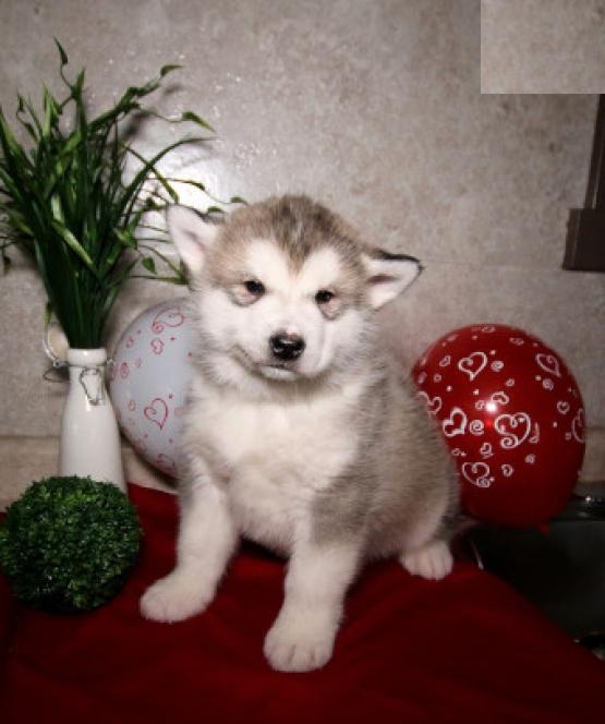 Alaskan Malamute Puppies For Re-homing Image eClassifieds4u