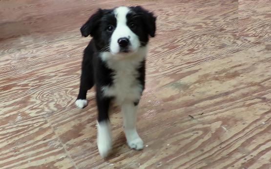 Border Collie Puppies For Re-homing Image eClassifieds4u