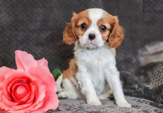 CKC Cavalier King Charles Spaniel Puppies Image eClassifieds4u