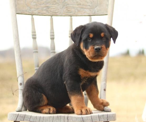 CKC Rottweiler Puppies Image eClassifieds4u
