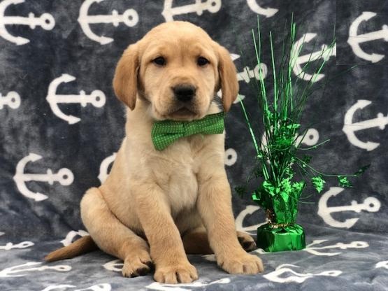 Healthy Labrador Retriever Puppies Image eClassifieds4u