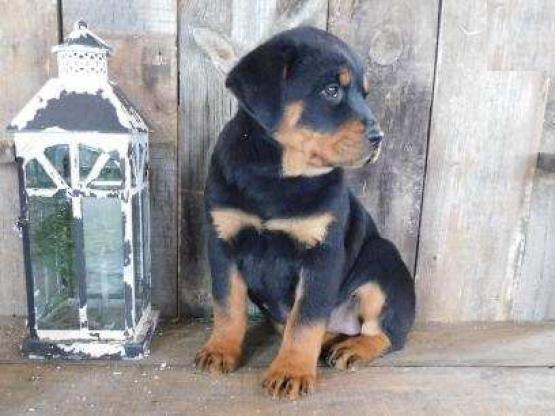 Healthy Rottweiler Puppies Image eClassifieds4u
