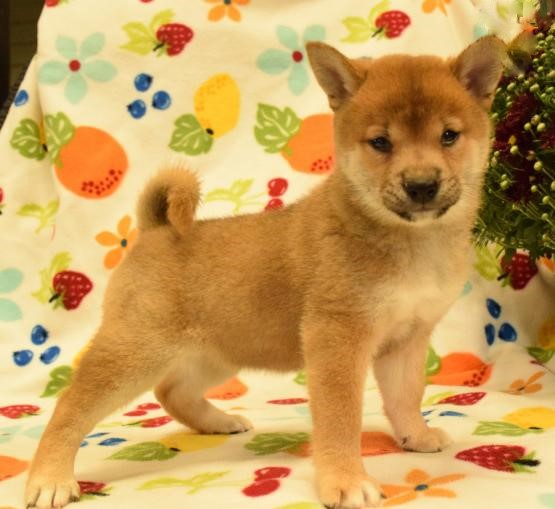 Healthy Shiba Inu Puppies Image eClassifieds4u