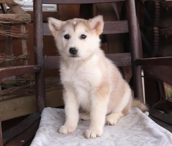 Home Raised Alaskan Malamute Puppies Image eClassifieds4u