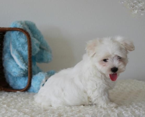 Home Raised Maltese Puppies Image eClassifieds4u