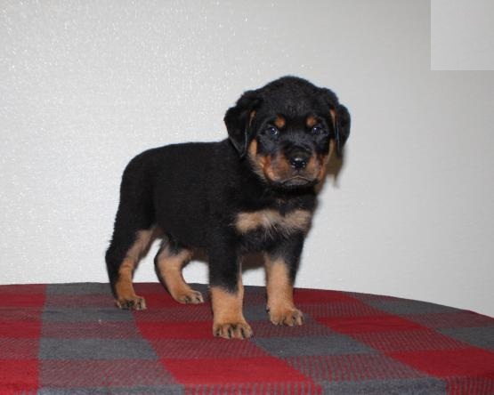 Home Raised Rottweiler Puppies Image eClassifieds4u