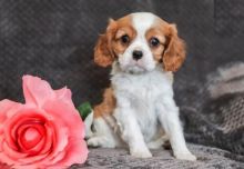 CKC Cavalier King Charles Spaniel Puppies Image eClassifieds4U