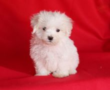 CKC Maltese Puppies Image eClassifieds4U