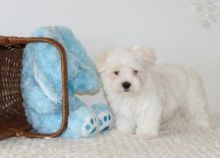 Healthy Maltese Puppies Image eClassifieds4U