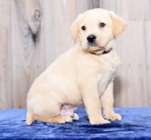 Home Raised Labrador Retriever Puppies Image eClassifieds4U
