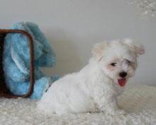 Home Raised Maltese Puppies Image eClassifieds4U