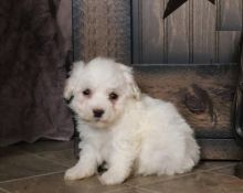 Male and Female Bichon Frise Puppies Image eClassifieds4U