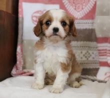 Male and Female Cavalier King Charles Spaniel Puppies Image eClassifieds4U