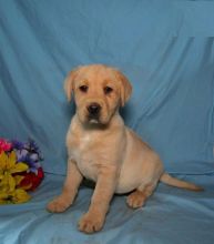 Male and Female Labrador Retriever Puppies Image eClassifieds4U