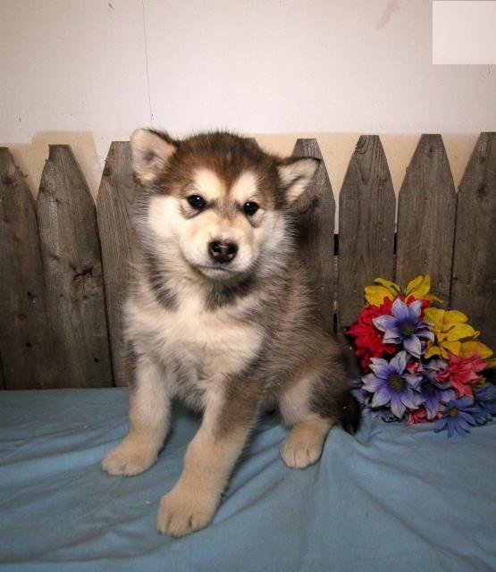 Male and Female Alaskan Malamute Puppies Image eClassifieds4u