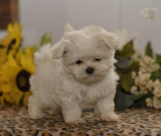 Male and Female Maltese Puppies Image eClassifieds4u