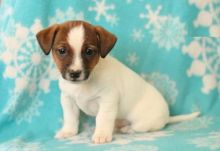 Beautiful Jack Russell Terrier Puppies (CKC Registration)